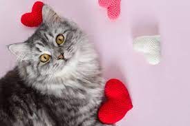 Cat with Hearts