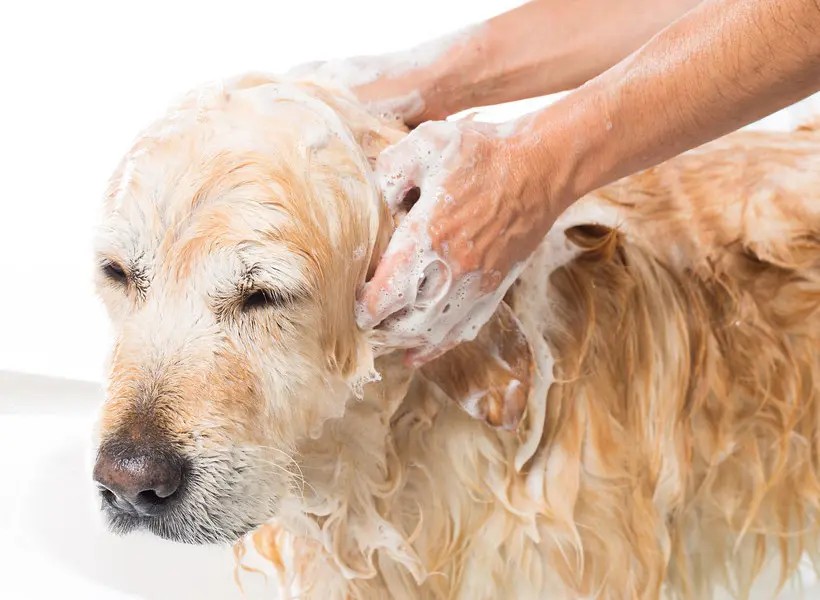 dog-bath