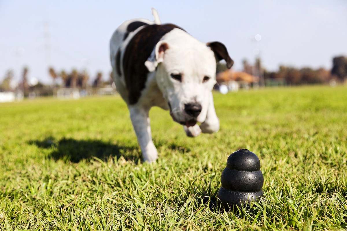 dog-with-toy