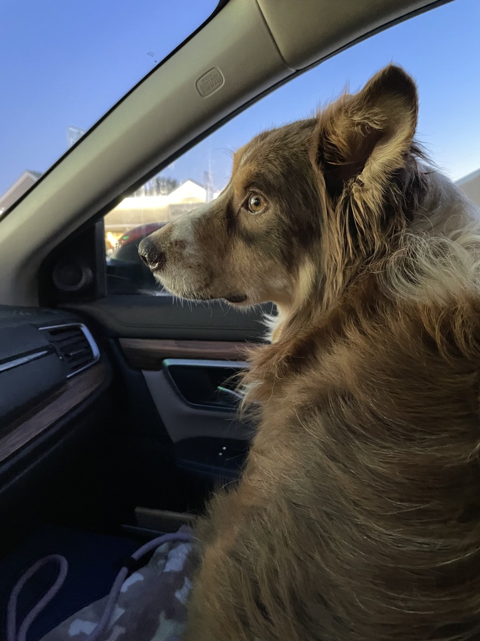 Bailey-in-car-1