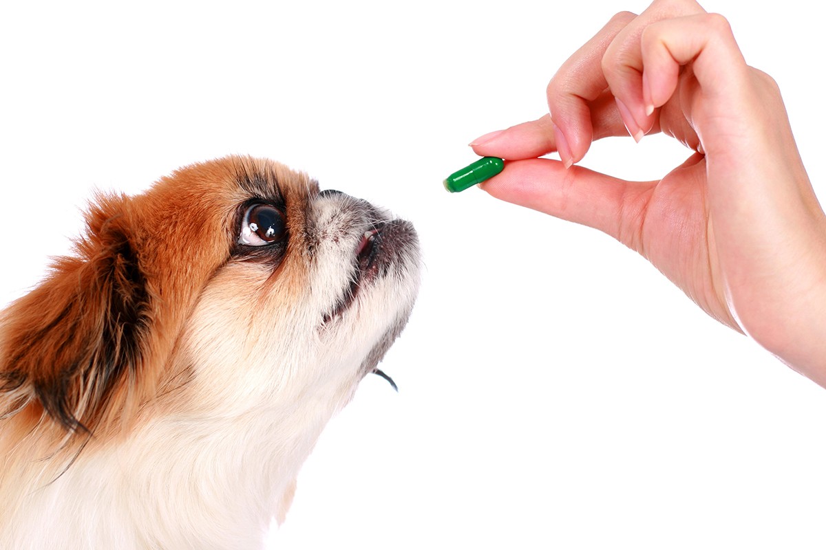 dog-taking-pill