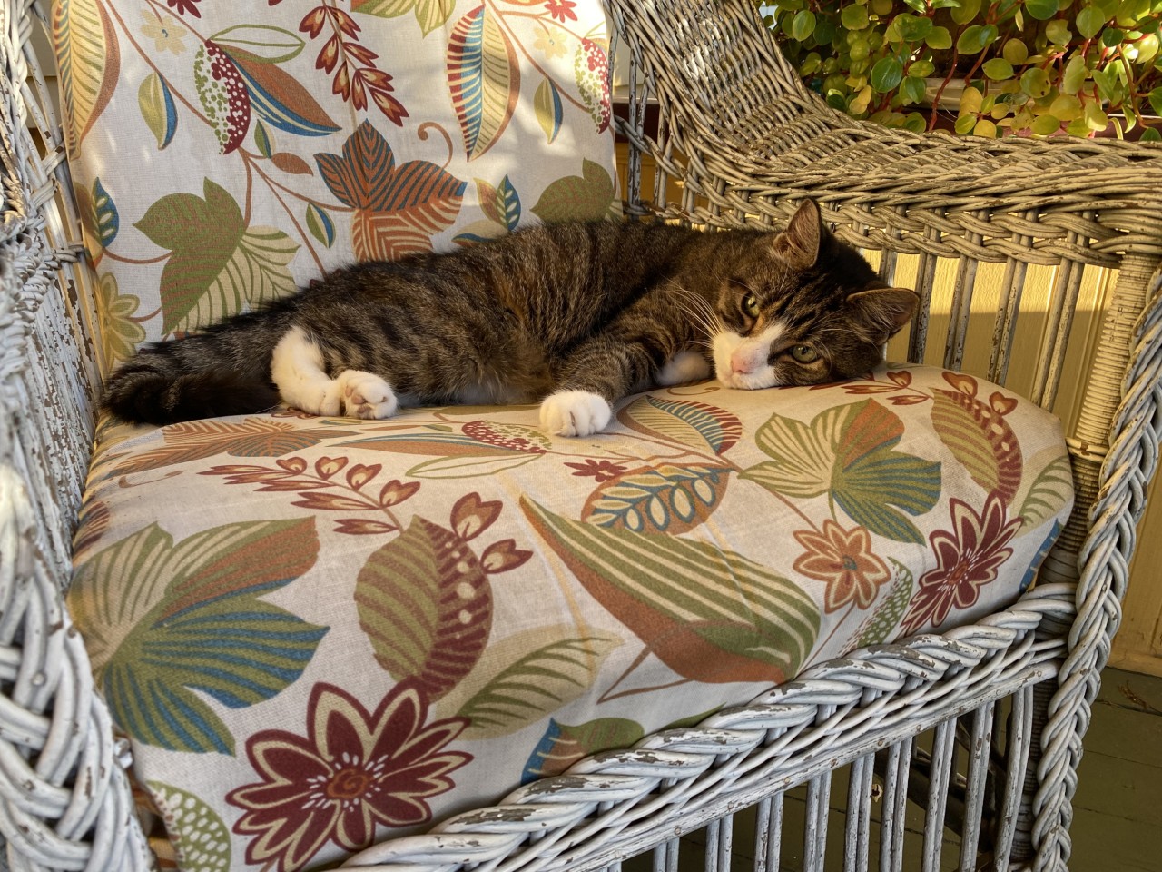 DANDYLION-on-chair