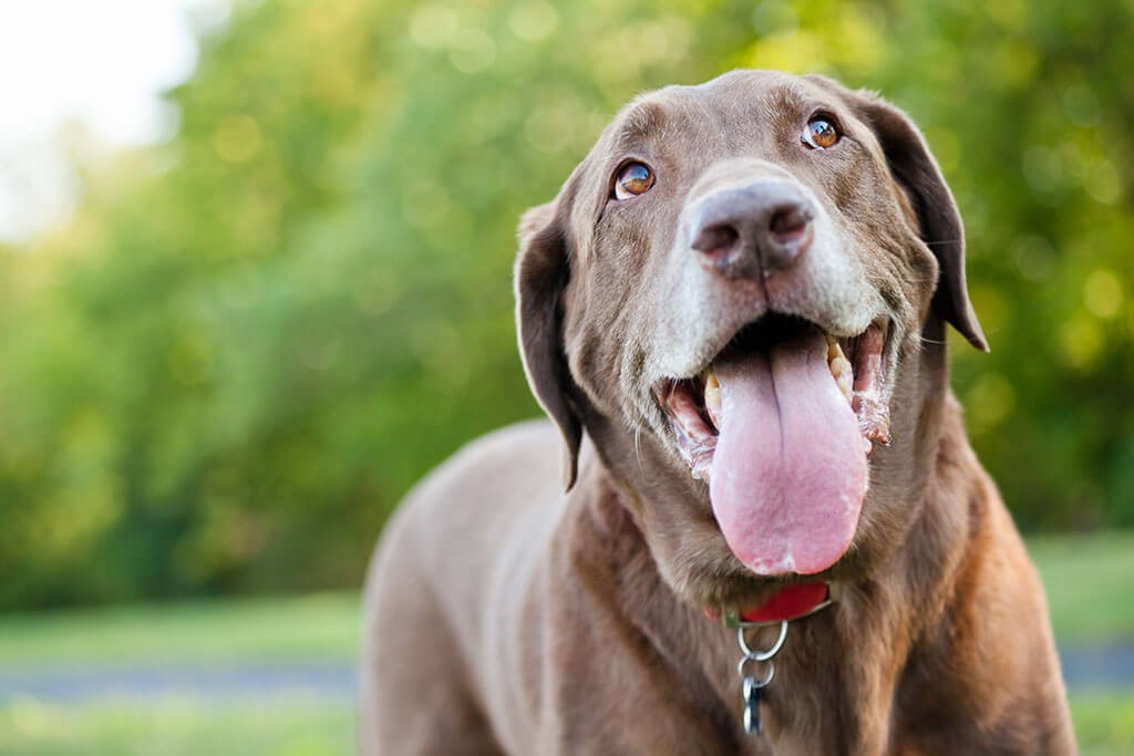 Panting-Dog_1