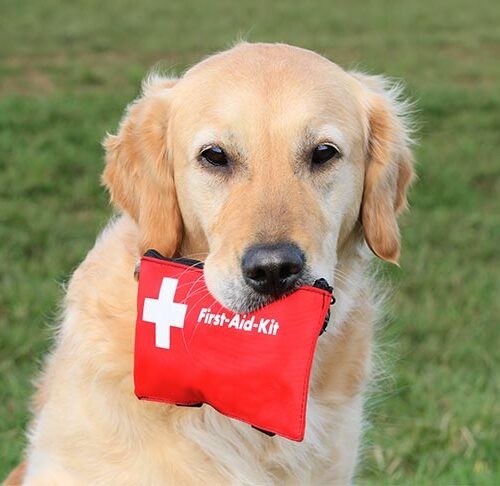 Golden-Retriever-holding-a-first-aid-pouch-in-its-mouth-outdoors-500x486-1